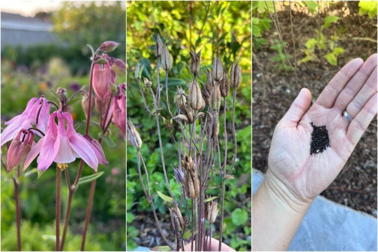 So machst du deinen Fingerhut nach der Blüte bereit für noch mehr Blumen nächstes Jahr