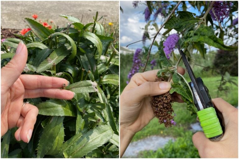 So pflegen Sie Ihre Pflanzen im August: 13 Tipps fürs Ausgeizen