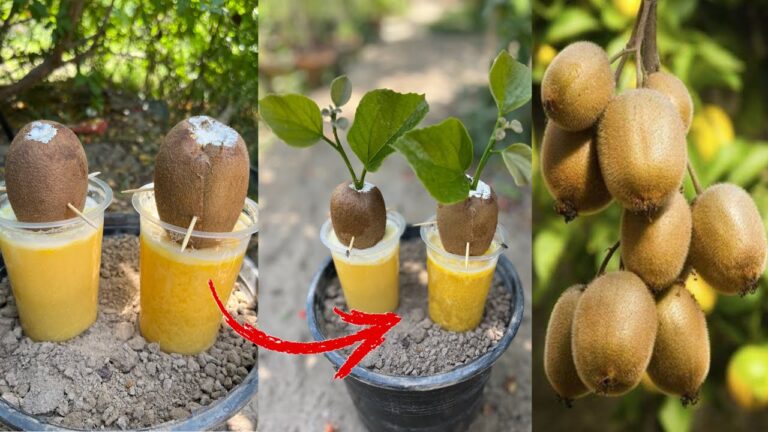 10 Schritte, um Kiwi-Bäume mit Eiern und Limonade erfolgreich zu züchten!