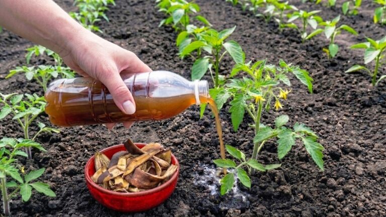 5 erstaunliche Tipps für riesige Tomaten- und Paprikaherbste mit Bananenschalen!