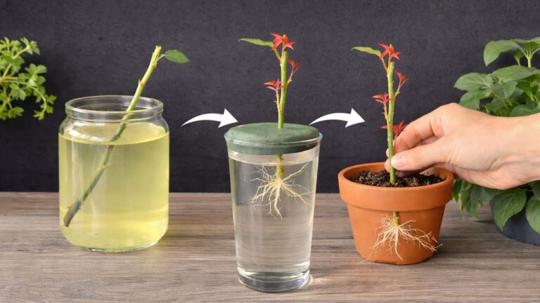 10 einfache Schritte: Rosenstecklinge in Wasser erfolgreich bewurzeln