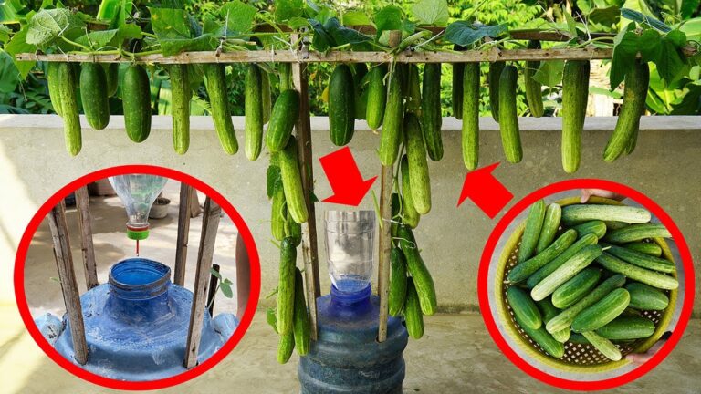 7 geniale Tipps für leckere Gurken aus Plastikflaschen – so einfach geht’s!
