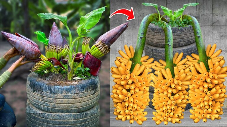 5 effektive Techniken zum Veredeln von Bananenbäumen für beeindruckende Erträge