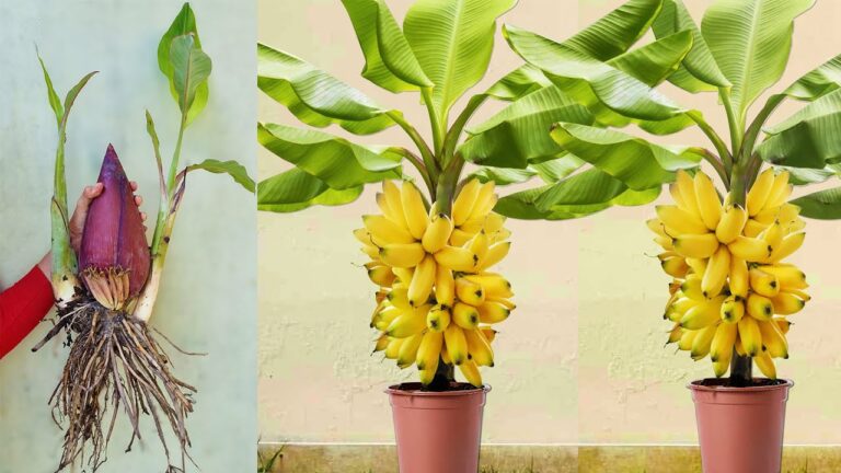 10 Tipps für das schnelle Wachstum von Bananenbäumen mit Aloe Vera!