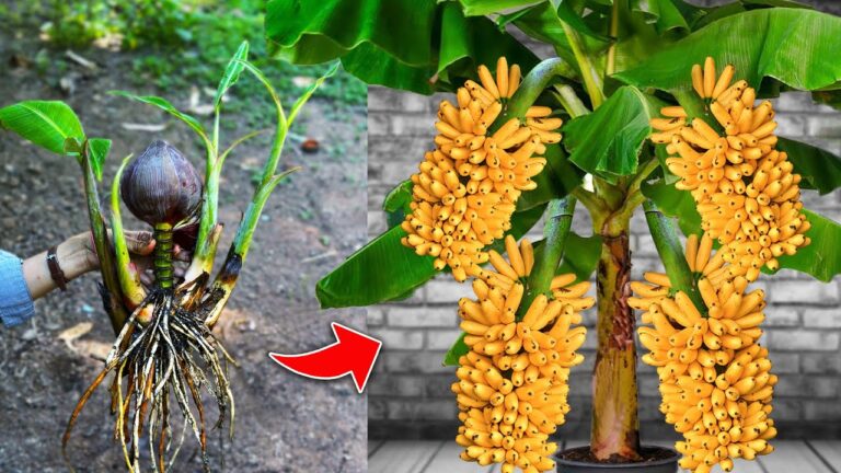 5 bewährte Techniken für die Veredlung von Bananenpflanzen mit reichlich Früchten