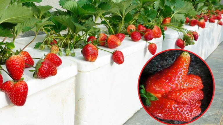 10 Tipps für den erfolgreichen Anbau von Erdbeeren in Containern