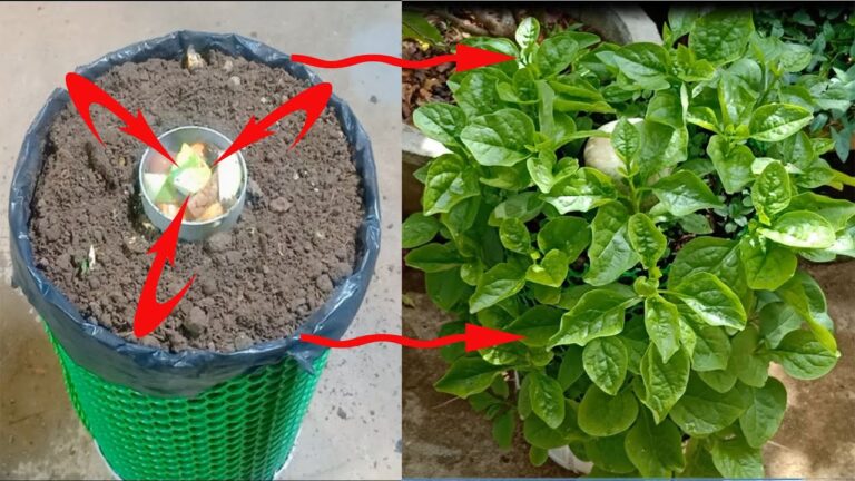 5 kreative Tipps für den Anbau von Spinat im eigenen Garten zuhause