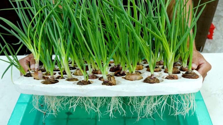 5 einfache Schritte, um Zwiebeln hydroponisch in deiner Küche anzubauen!