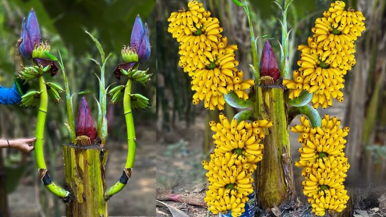 5 Schritte zum erfolgreichen Veredeln von Bananenpflanzen für riesige Erträge