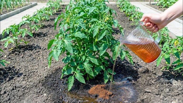 5 natürliche Dünger für riesige Tomaten und Gurken Erträge entdecken