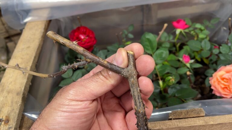 7 einfache Schritte, um Rosen in Mini-Invernakeln zu vermehren