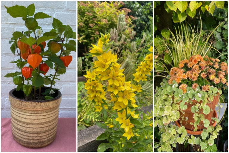 10 Stauden, die Sie niemals im Garten pflanzen sollten