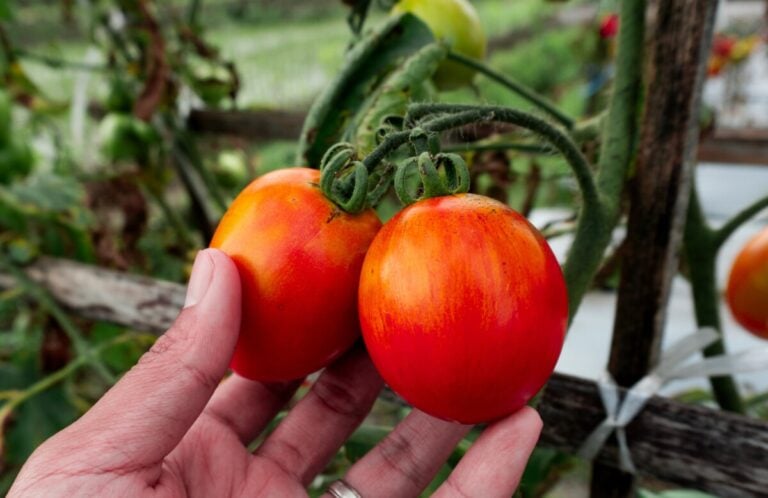 So verbessern Sie den Geschmack Ihrer eigenen Tomaten – der große Fehler, der alles ruiniert