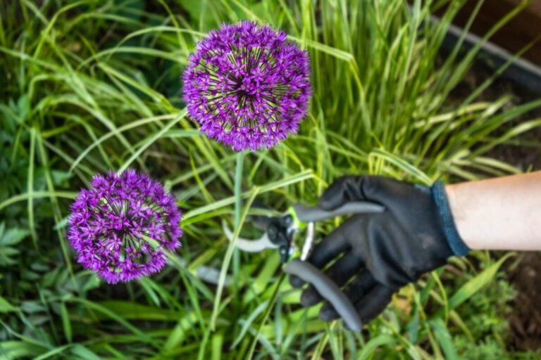 So pflegst du deine Allium-Pflanzen für prächtige Blüten im nächsten Jahr