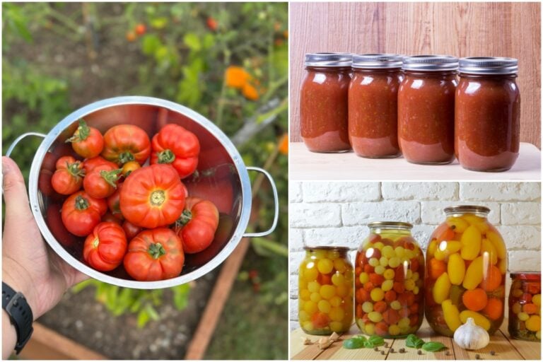 So bewahren Sie Ihre Tomatenernte einfach und effektiv auf