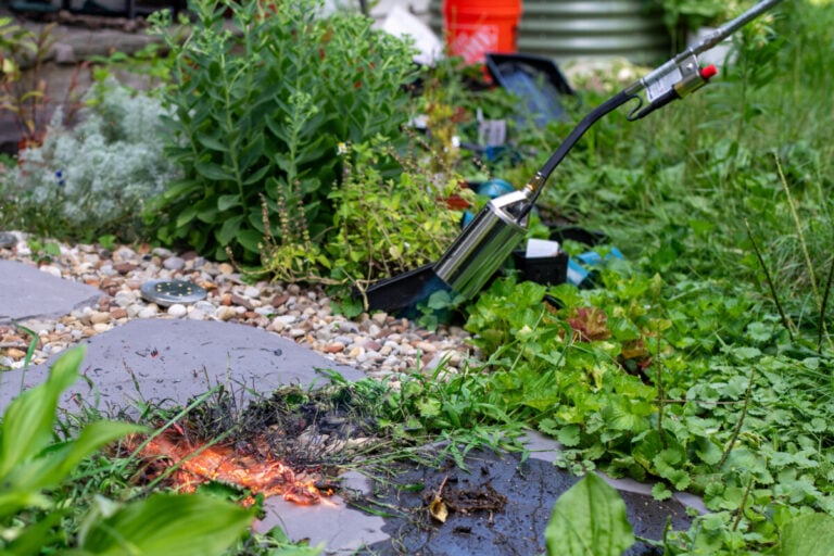 Der Trick für schnellen Unkrautabbau mit der Propangasflamme