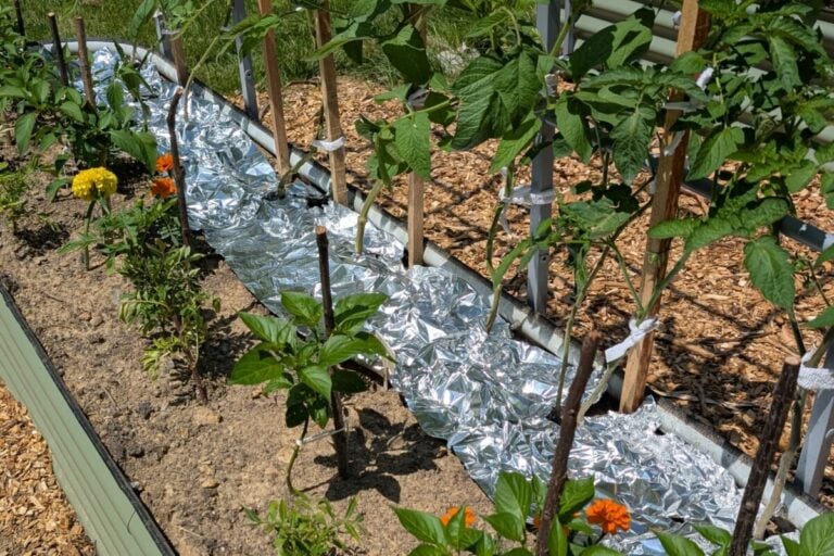 So reifst du deine Tomaten schneller im Sommer