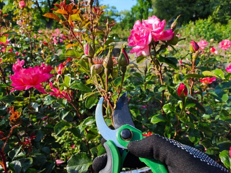 Die häufigsten Gründe für schwache Rosenblüten und ihre Lösung