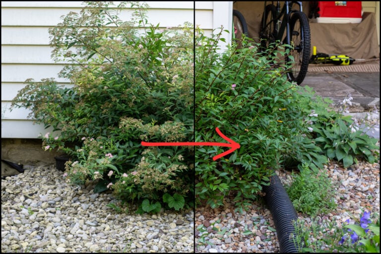 Spiersträucher im Hochsommer richtig schneiden für blühende Pracht bis zum Herbst
