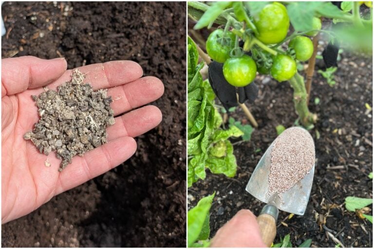 Häufige Fehler beim Düngen im Sommer, die Ihren Gemüse schaden können