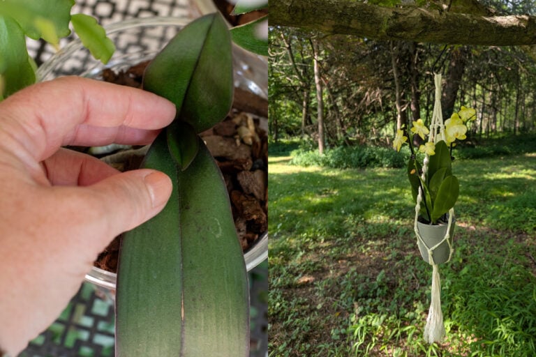 So bringen Sie Ihre Orchidee im Sommer nach draußen für schnelle Blütenbildung