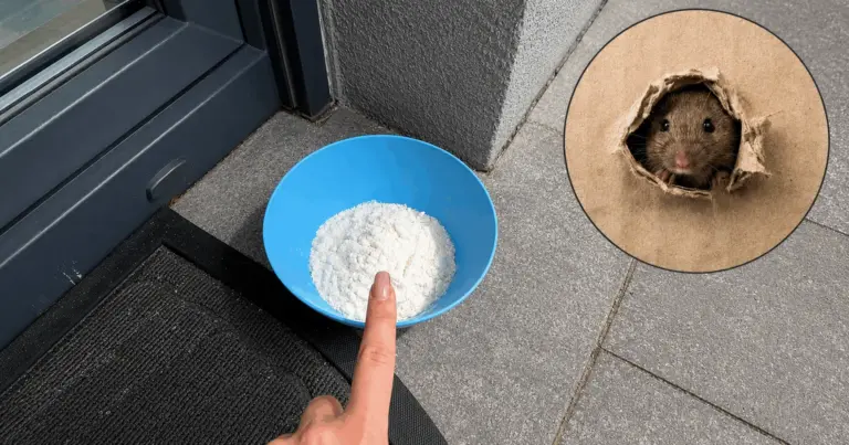 Ratten und Mäuse verschwinden sofort – ganz ohne teure und schädliche Fallen?