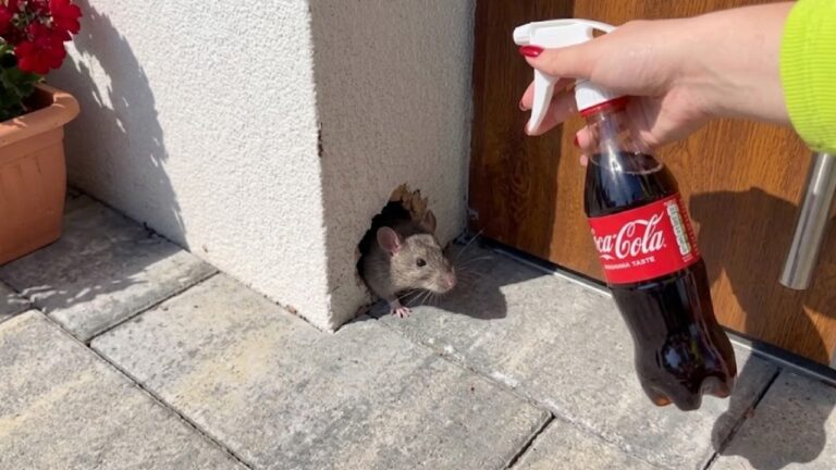 Seit 13 Jahren mache ich das gegen Mäuse und Ratten. Es hat mich nie enttäuscht