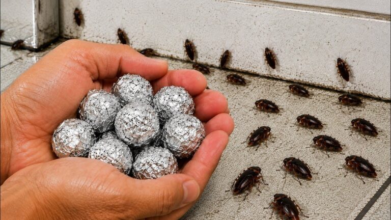 TÖTET ALLES in 13 Sekunden Wie man KAKERLAKEN SOFORT loswird Ohne Gift Hausrezept