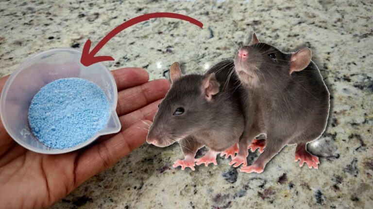 🔴IHR BRAUCHT NUR 2 ZUTATEN UND DIE RATTEN WERDEN AUS EUREM HAUS VERSCHWINDEN!