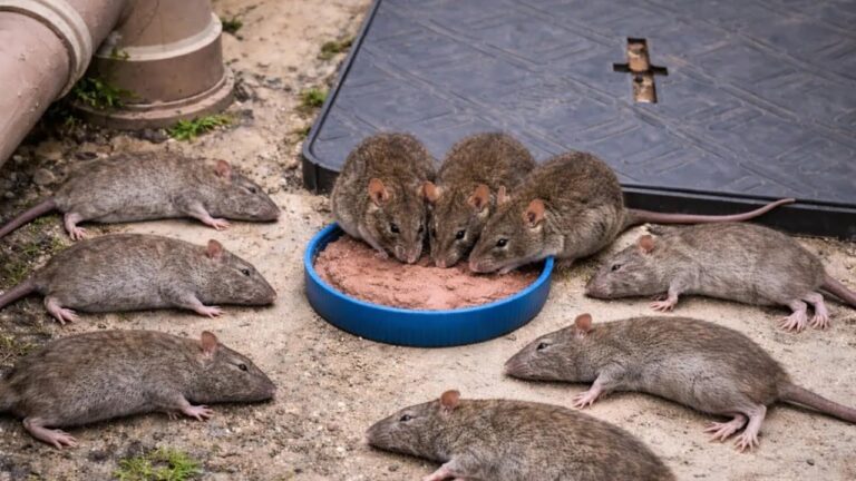 ALLE VERSCHWINDEN SOFORT wie man RATTEN sofort ohne Gift und ohne auch nur 1 Cen…