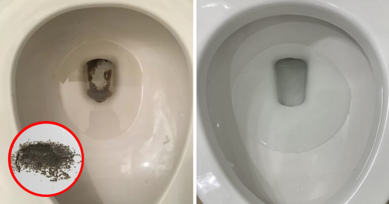 Die wirksamsten Tricks gegen schwarzen Schimmel im WC — ganz ohne großen Aufwand